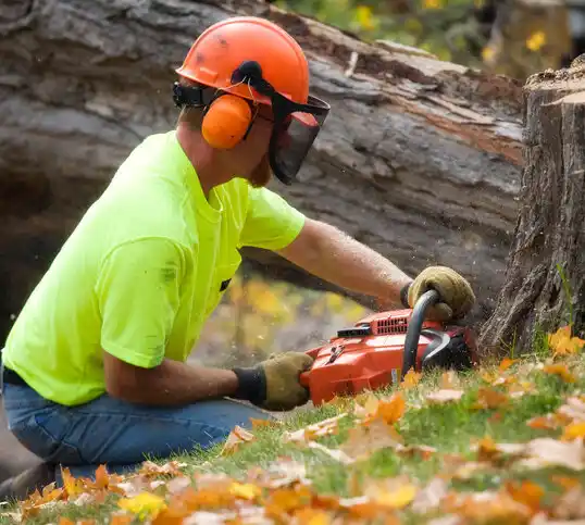 tree services South Webster